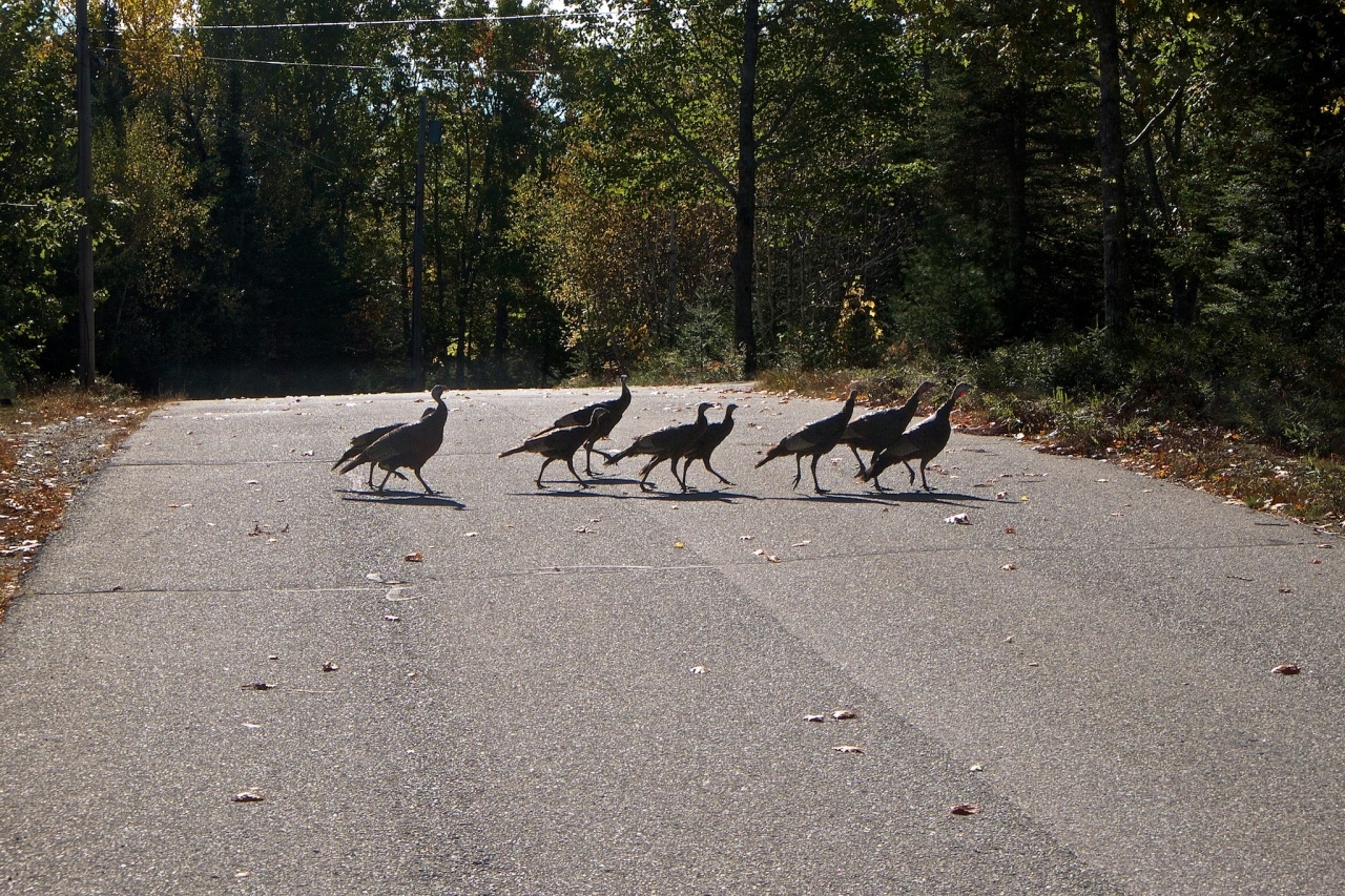 Gang of Turkeys