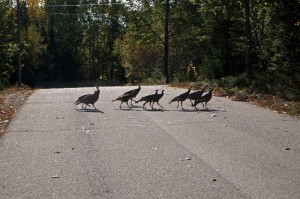 The Wild Gang (of Turkeys)