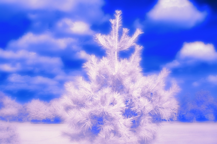 blue-infrared-tree