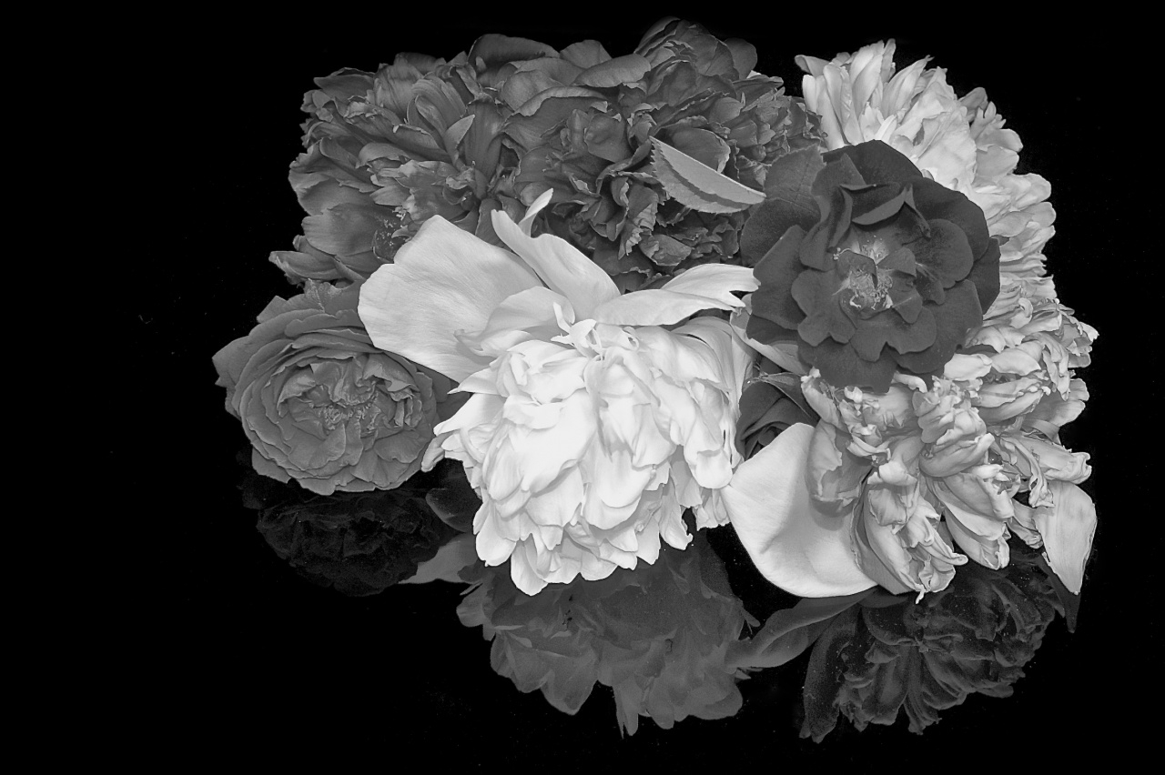 Still Life Reflections - Flowers, Black and White