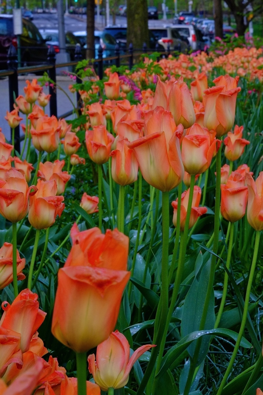 Riverside Drive Tulips