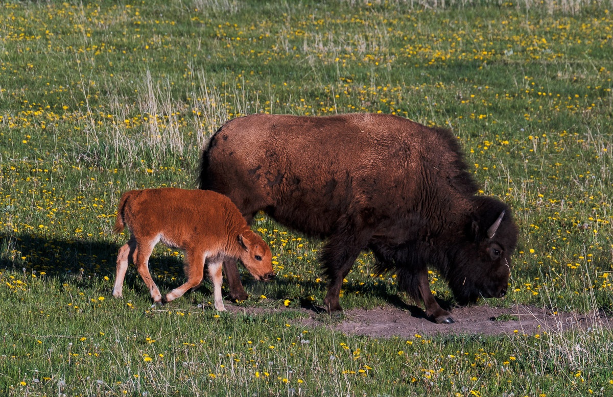 American Bison With Calf