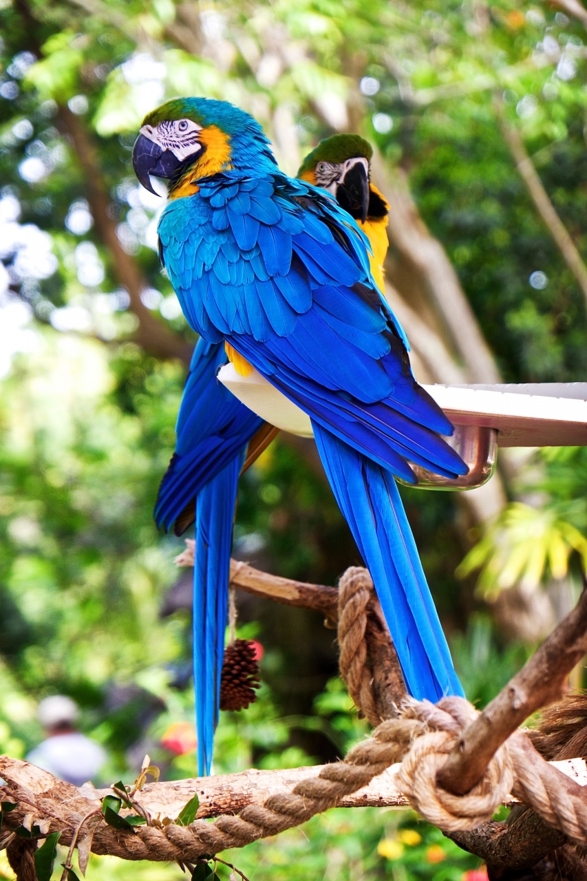 Pretty Birds – WDW Walt DIsney World Animal Kingdom