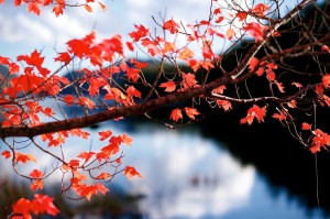 Red Leaves, Blue Water – Plus 5-Year Blogiversary